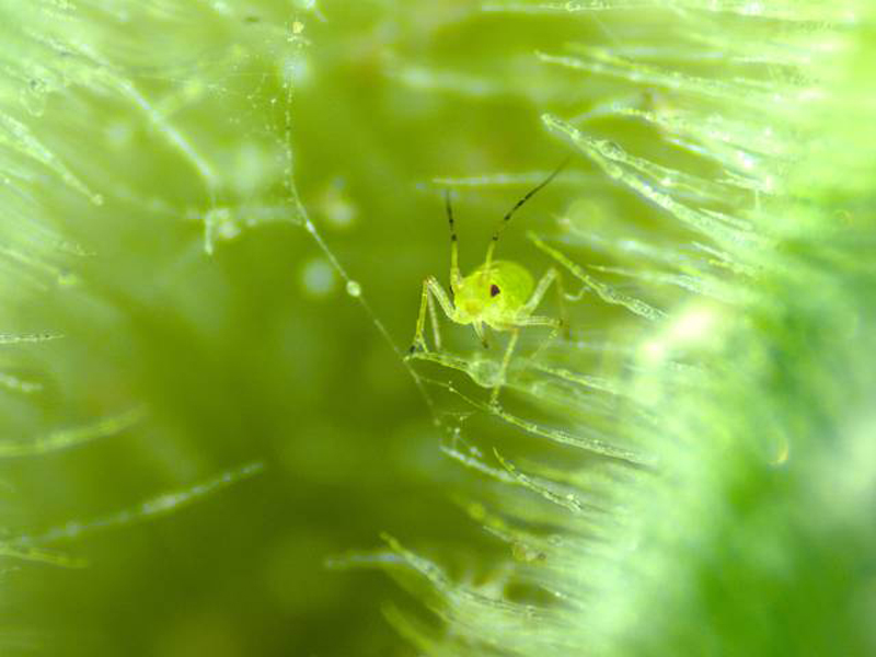 Small grasshopper in microscopic plant sample
